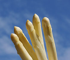 Weißer Spargel – 5 stück vor blauem Himmel